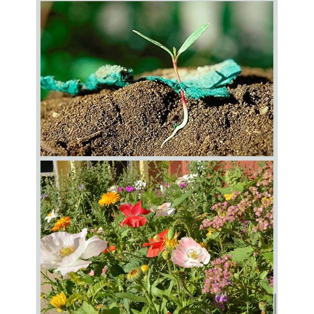 Bloomin Seeds N' Greetings Cards - Handmade Seed Paper - Happy Holidays (8 Pack)